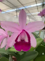 Cattleya intermedia var. orlata species