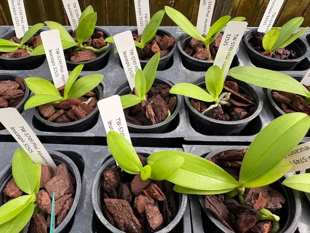 Phalaenopsis equestris var leucaspis (Phalaenopsis)