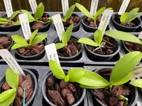 Phalaenopsis equestris var. leucaspis