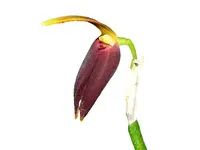Masdevallia melanoxantha