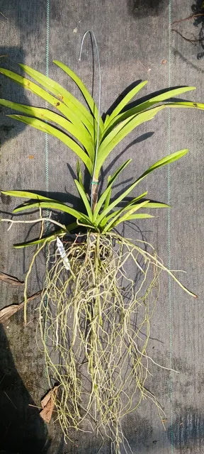 Vanda Manila (Vanda)
