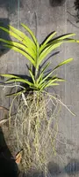Price Reduced Orchid Vanda Manila Actual Plant (sanderiana x luzonic)