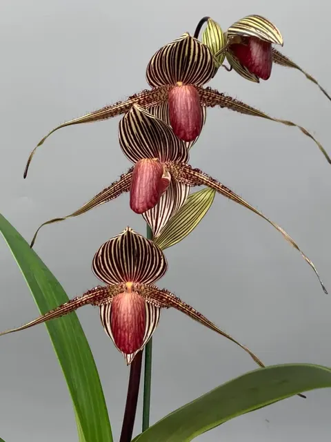 Paphiopedilum rothschildianum 'USA' (Paphiopedilum)