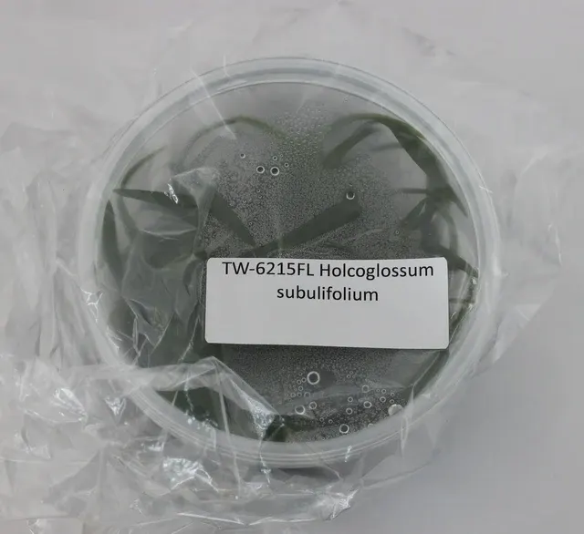 Holcoglossum subulifolium (Holcoglossum)