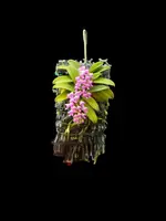 Schoenorchis fragrans