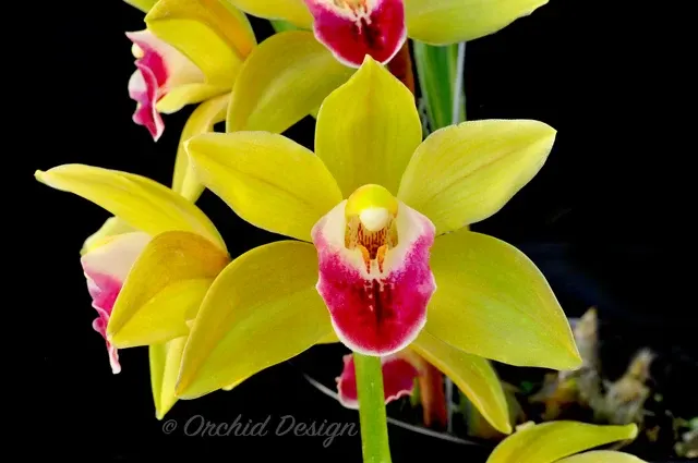 Cymbidium Memoria Amelia Earhart 'New Horizon'