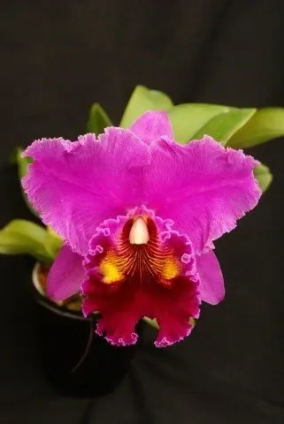 Brassolaeliocattleya China Lady 'Orchis' (Brassolaeliocattleya)