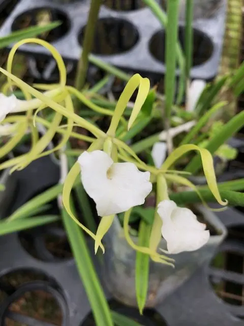 Brassavola perrinii (Brassavola)