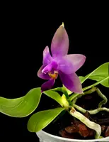 Phalaenopsis Samera (violacea indigo x bellina blue) — 10 cm / No