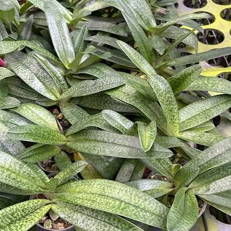 Paphiopedilum niveum × stonei (Paphiopedilum)