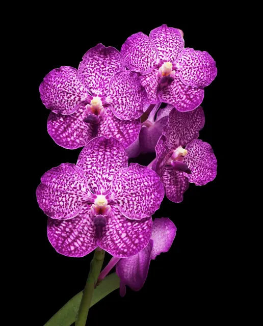 Vanda Noppadol Delight 'Thailand' (Vanda)