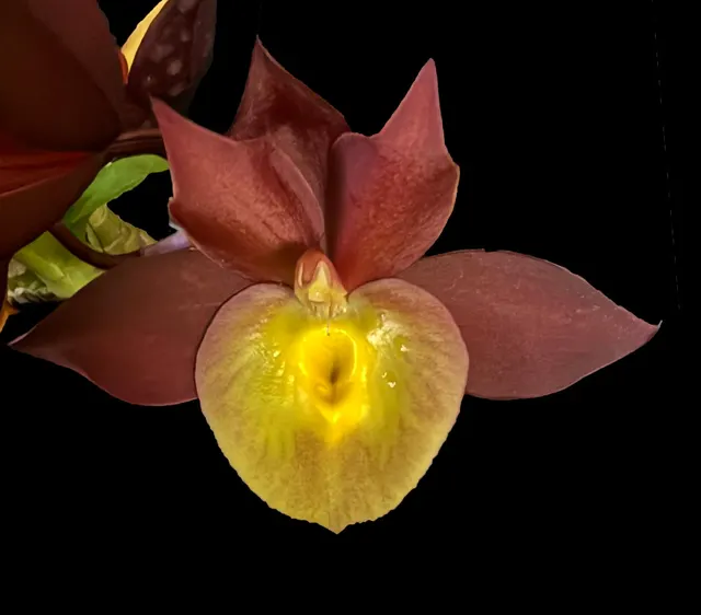 Catasetum Solomon S K Quek (Catasetum)