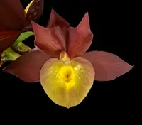 Catasetum Solomon S K Quek