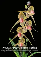 Paph. Rollie Wilson ', Note: Amazing Strain , Limited ' (Hung Sheng Eagle ' Best ' x rothschildianum ' Rex ' FCC/AOS)