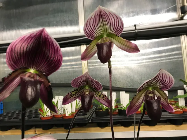 Paphiopedilum x (Paphiopedilum)