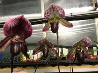 Paphiopedilum (Tristar Mabo x Hung Sheng Bay) x Maudiae Vinicolor ‘Elites Rainbow’ EO006