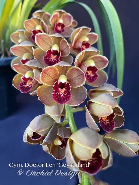 Cymbidium Doctor Len 'Geyserland' (Cymbidium)