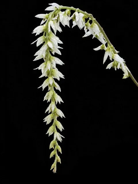 Bulbophyllum hirtum