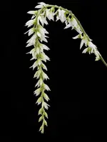 Bulbophyllum hirtum (Blooming Size)