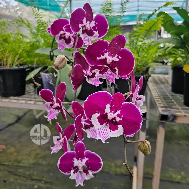 Phalaenopsis Divine Wine