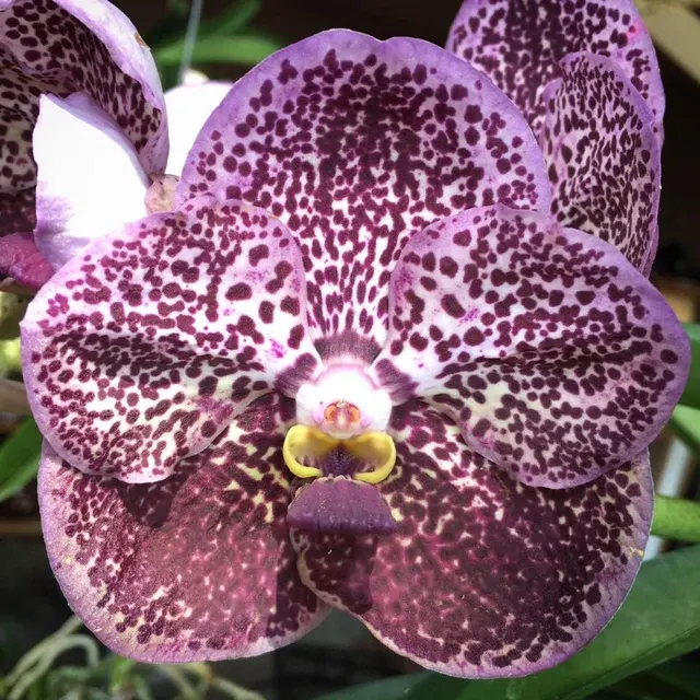 Vanda Kulwadee Fragrance # 331