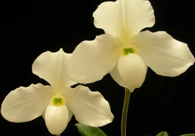 Paphiopedilum Albion (Paphiopedilum)