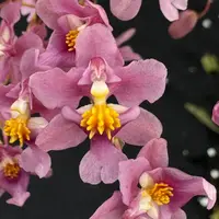 Flowering select Oncidium species CC26/036
