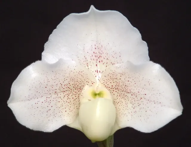 Paphiopedilum Winter Ermine 'Fairy Dust'