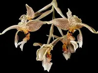Blooming Size, Stanhopea oculata, 6" baskets, shipping Included