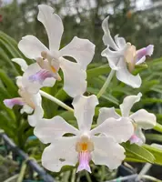 Vanda Julian Shaw (V. tessellata x V. barnesii)