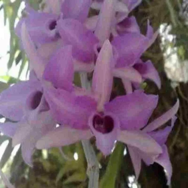 Dendrobium anosmum fma philipinense (Dendrobium)