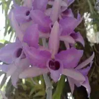 Dendrobium anosmum fma. philipinense