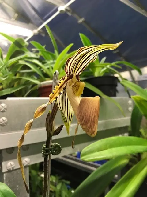 Paphiopedilum praestans (Paphiopedilum)