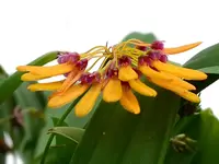 Bulbophyllum retusiusculum