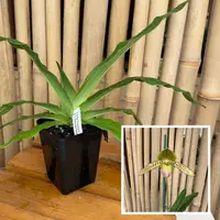 Paph. Prime Child '#2' x Avalon Delight '#2' - (4" Pot) - Not Blooming