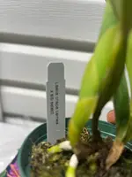 Laelia crispa v. carnea