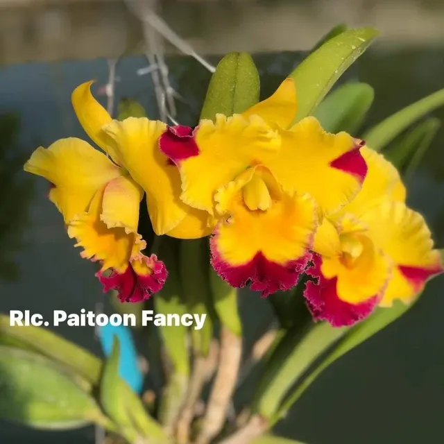 Rhyncholaeliocattleya Paitoon Fancy (Rhyncholaeliocattleya)