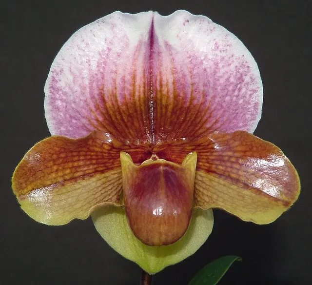 Paphiopedilum Woodrose AM/AOS 'Echo' (Paphiopedilum)