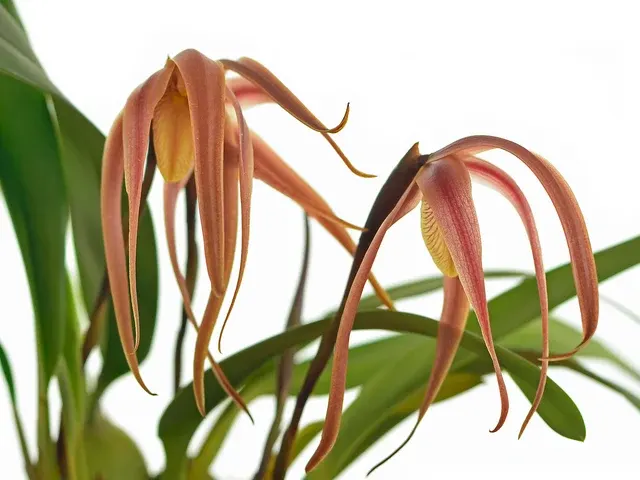 Maxillaria macrura (Maxillaria)