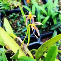 Bulbophyllum affine