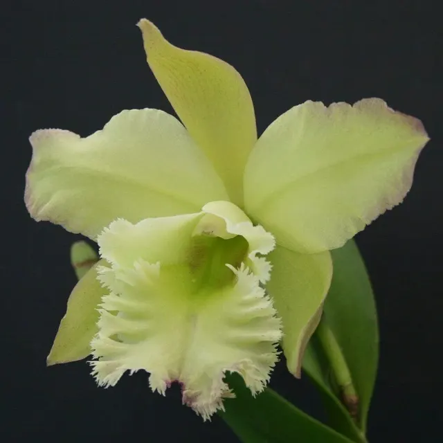 Brassolaeliocattleya Ruben's Verde 'Lime Sherbert'