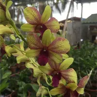 Dendrobium Thongchai Gold Splash