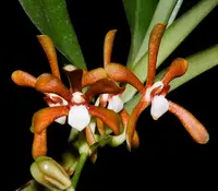 Armodorum siamense