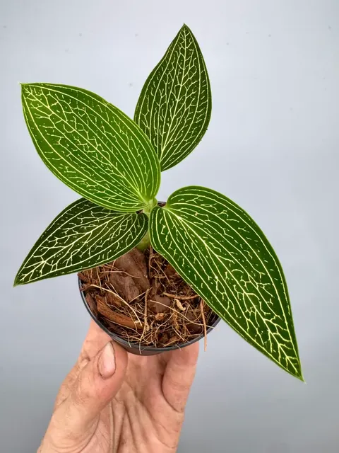 Ludisia discolor 'Gold Vein' (Ludisia)