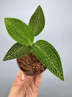 Ludisia discolor var. alba 'Gold Vein'