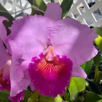 Pot Williams Drumbeat '#35' near blooming size cattleya orchid clone. Beautiful and fragrant
