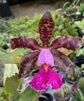 Cattleya Peckaviensis | Mounted on Teak or Cork | Live orchid plant