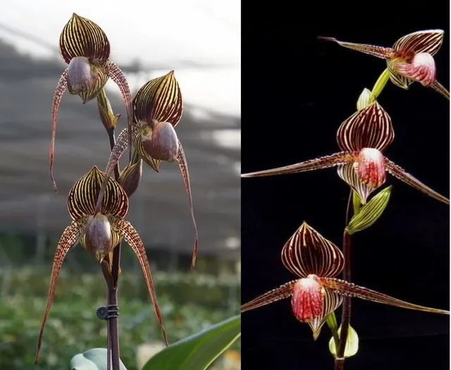 Paphiopedilum Wossner Black Wings X Rothschildianum (Paphiopedilum)