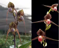 Paphiopedilum Wossner Black Wings x rothschildianum