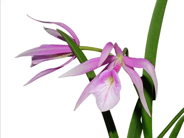 Brassocattleya Morning Glory 'Flamea' (Brassocattleya)